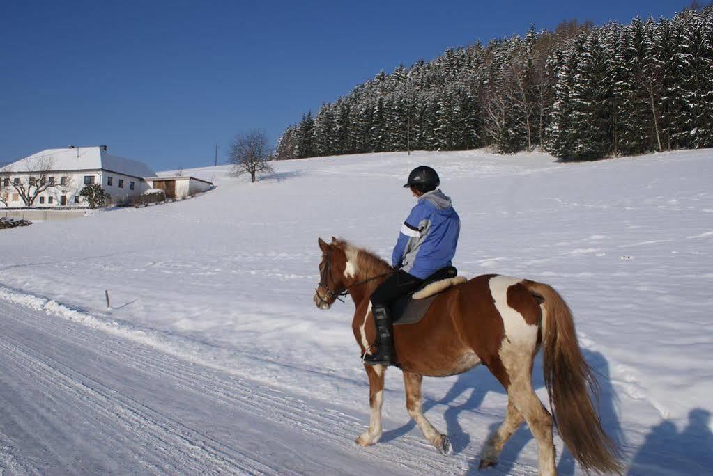Gasthof 'Zum Alten Turm' Haslach an der Mühl 外观 照片